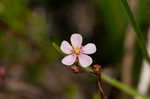 Pink sundew